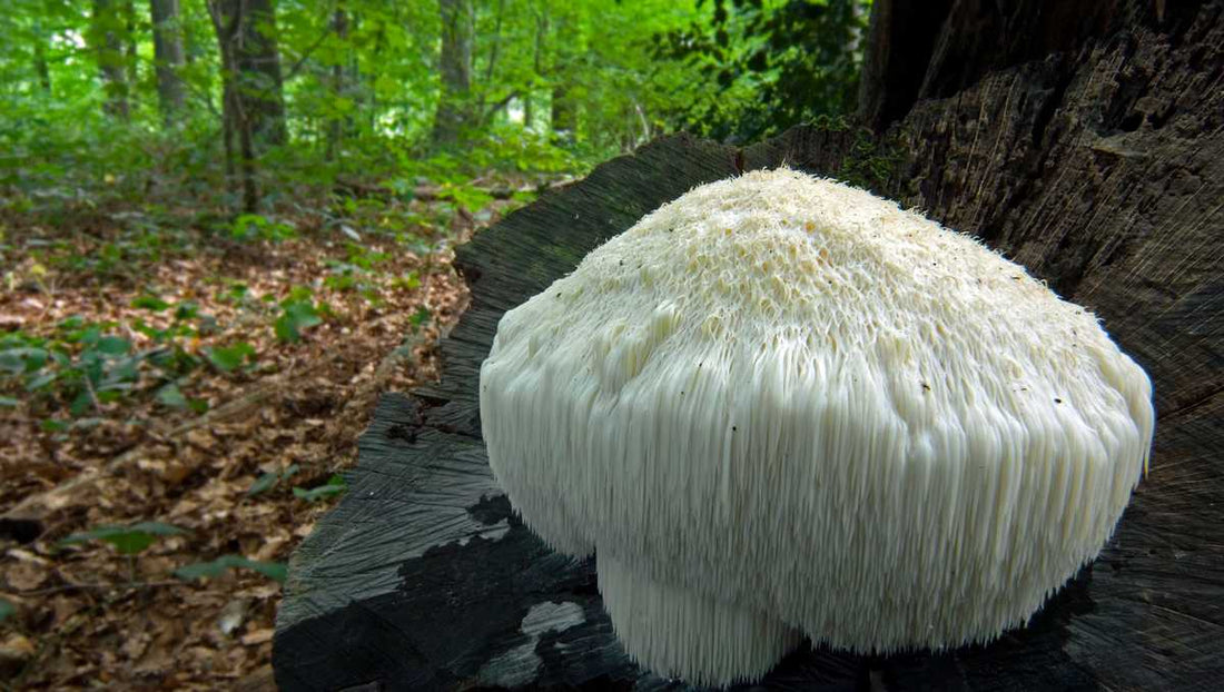 Lion's Mane mushroom growing on a tree against a background of a leafy sunlit forest floor